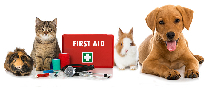 Prvá pomoc pre psa a mačku: čo by nemalo chýbať v domácej lekárničke | www.najlekaren.eu