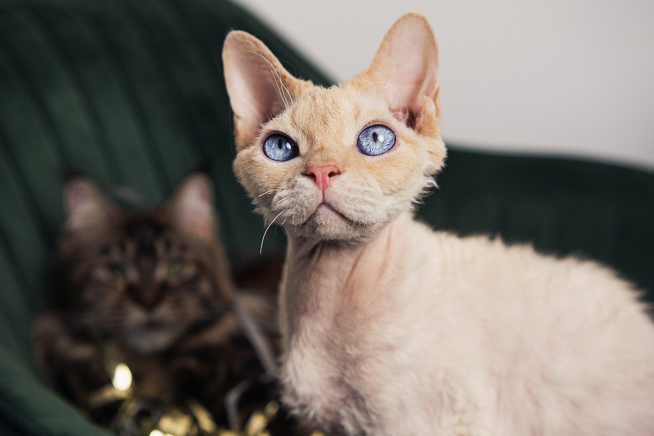 Devon Rex - populárne plemeno mačiek v súčasnosti | www.najlekaren.eu