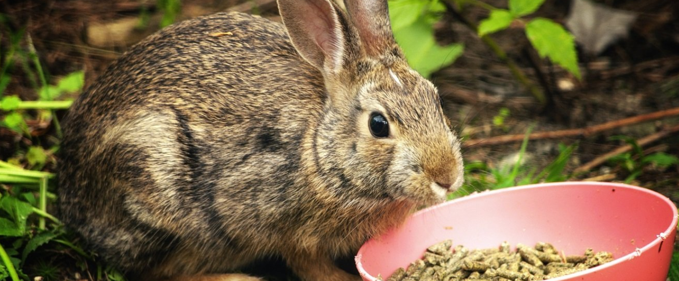 Granule pre králiky: Kľúč k zdraviu a dobrému životu vašich chlpáčov | www.najlekaren.eu