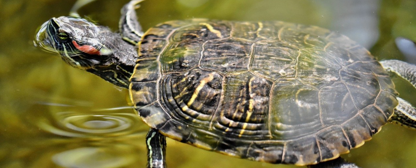 Vodné korytnačky: Ako sa o ne správne starať | www.najlekaren.eu