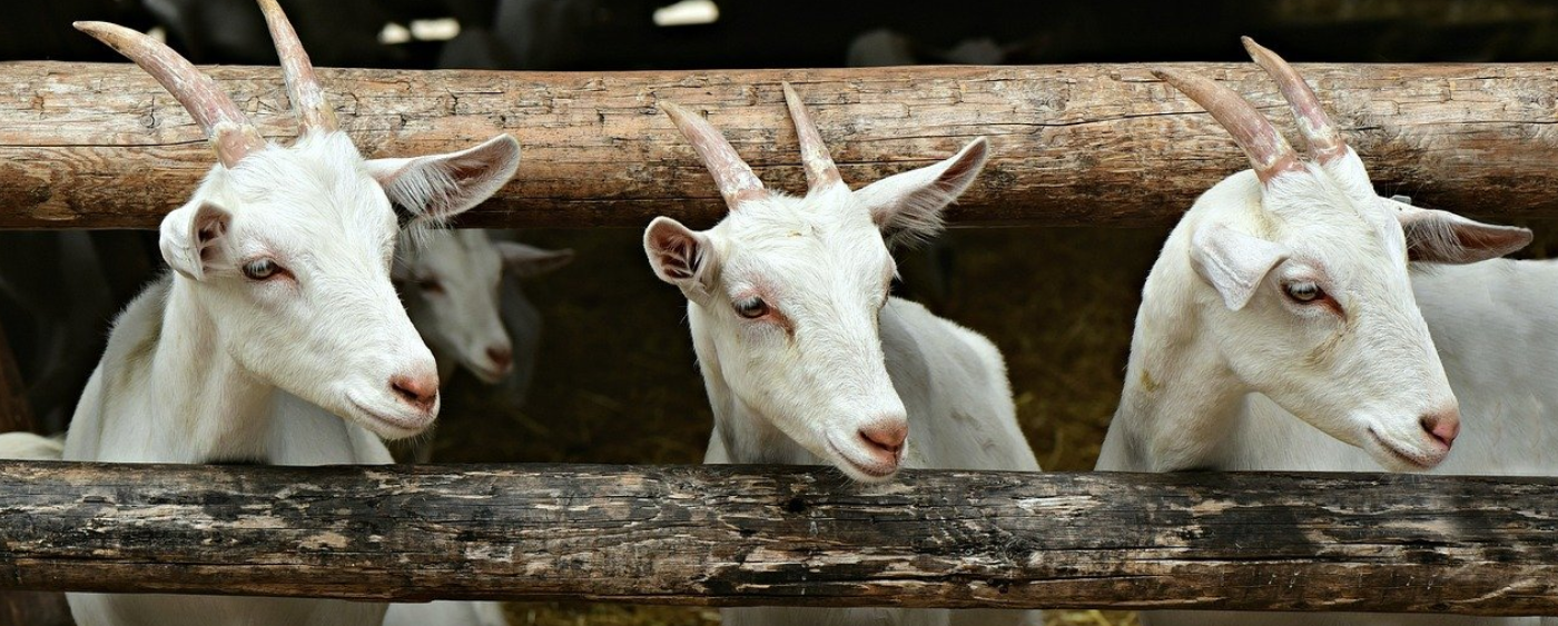 Chovateľské okienko: Domáci chov kôz | www.najlekaren.eu