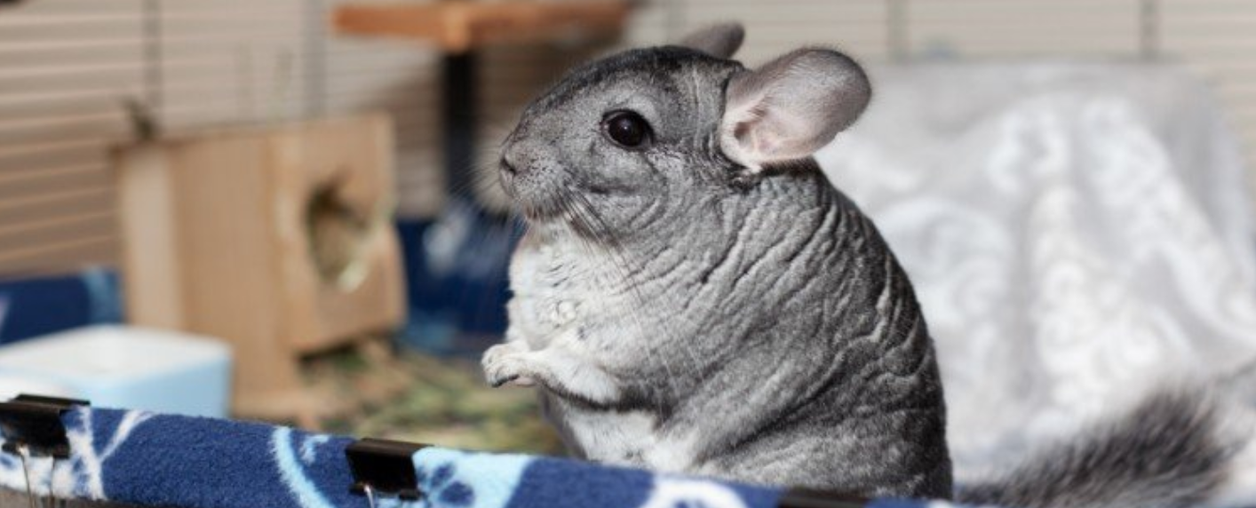 Chováme hlodavce - pár rád na začiatok | www.najlekaren.eu