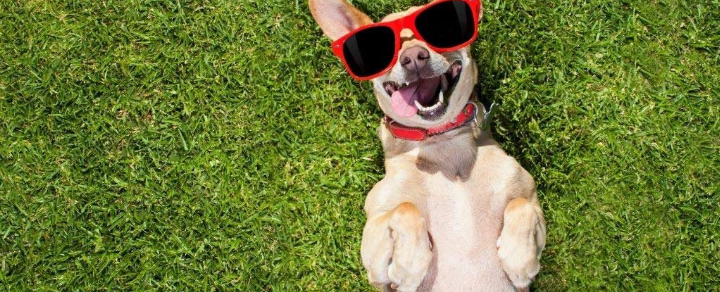 Všetko, čo potrebujete vedieť o odčervení svojho psa | www.najlekaren.eu