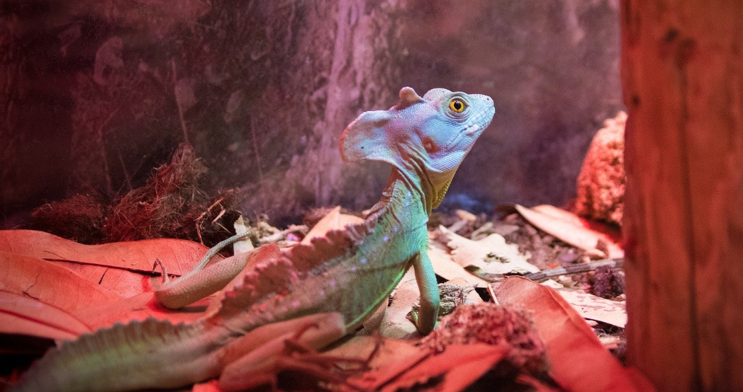 Chovateľské okienko: Ako udržať správnu teplotu teráriovým zvieratám | www.najlekaren.eu