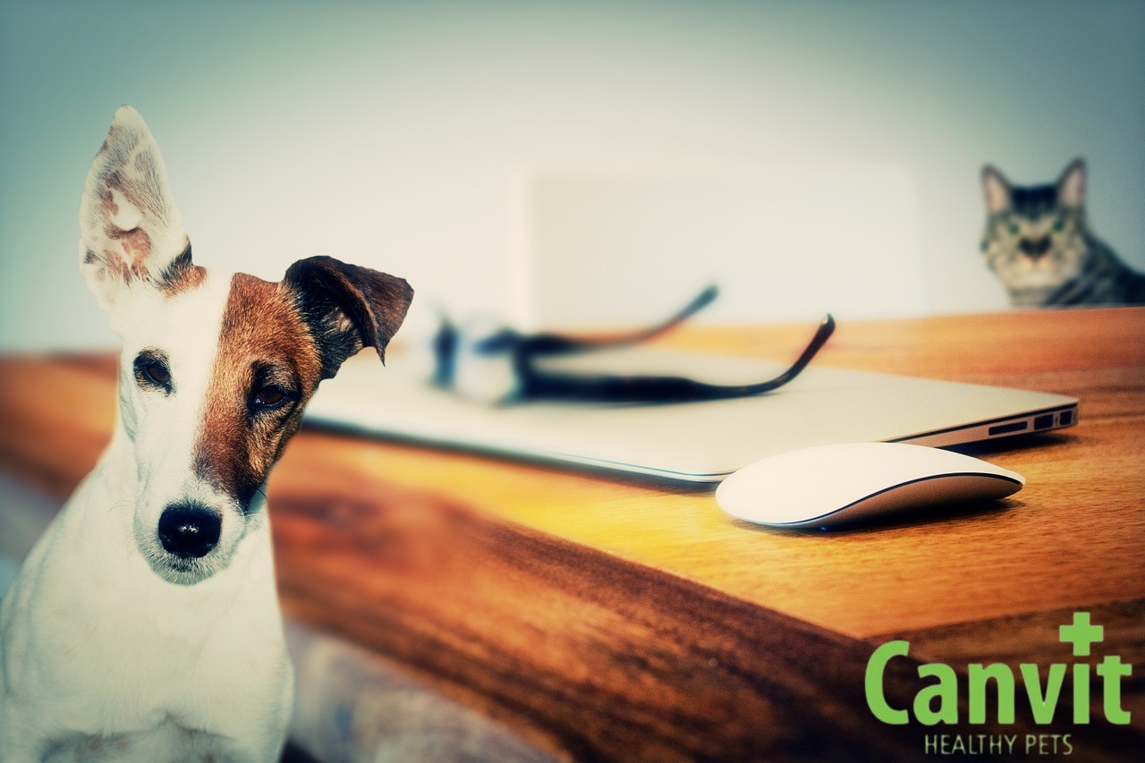 Canvit – Kvalitné výživové doplnky pre psov a mačky | www.najlekaren.eu