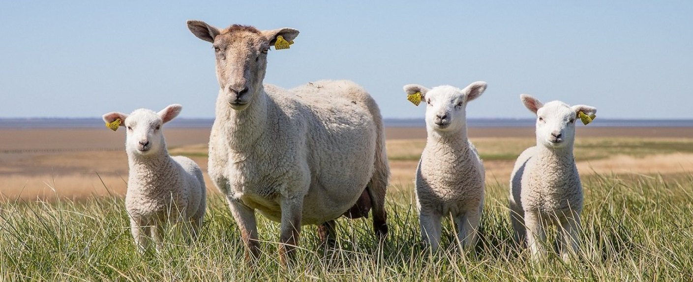 Chovateľské okienko: Domáci chov oviec | www.najlekaren.eu