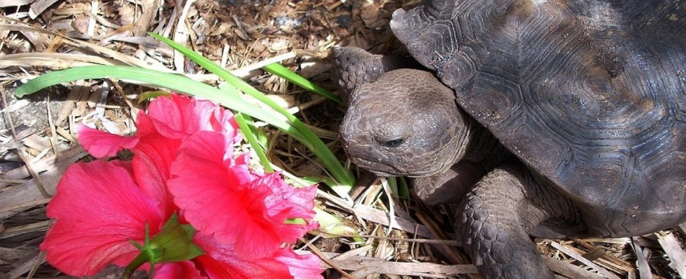 Chov suchozemských korytnačiek: Spoznajte ich svet a potreby | www.najlekaren.eu