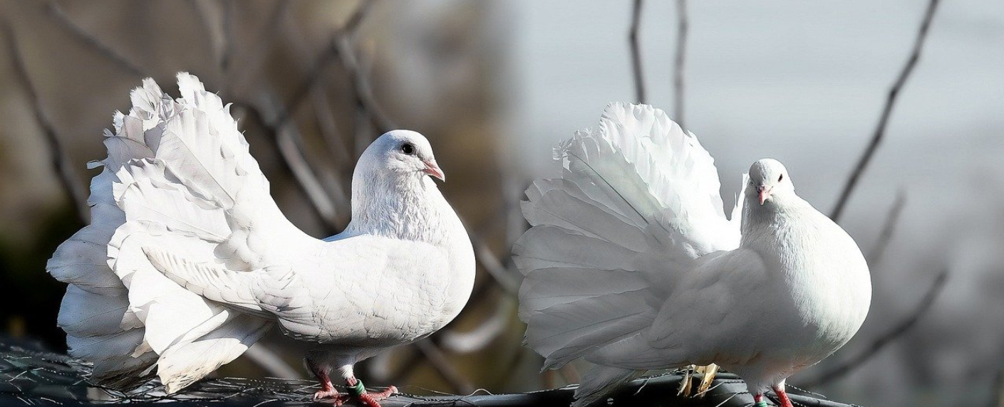 Chovateľské okienko: S vášňou pre holuby? | www.najlekaren.eu
