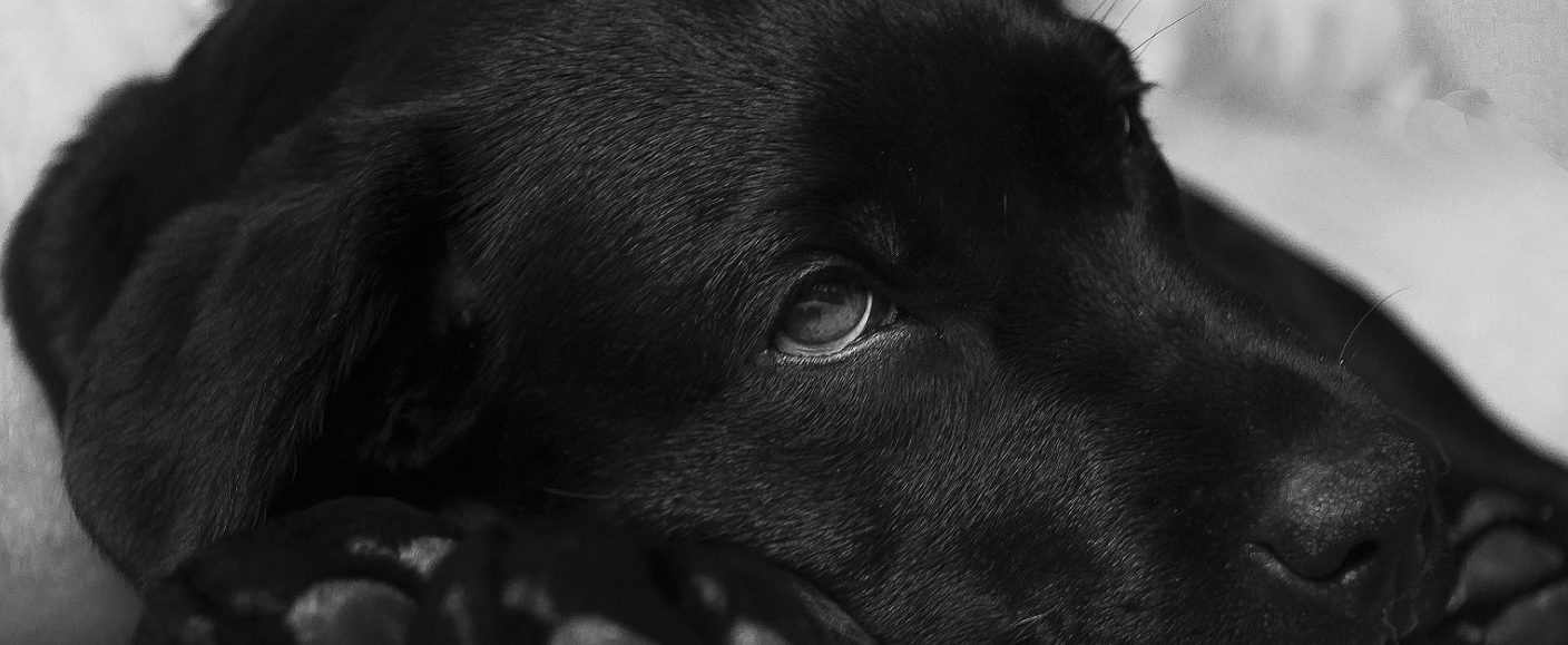 Svrab u psov: Príznaky, diagnóza a účinná liečba | www.najlekaren.eu