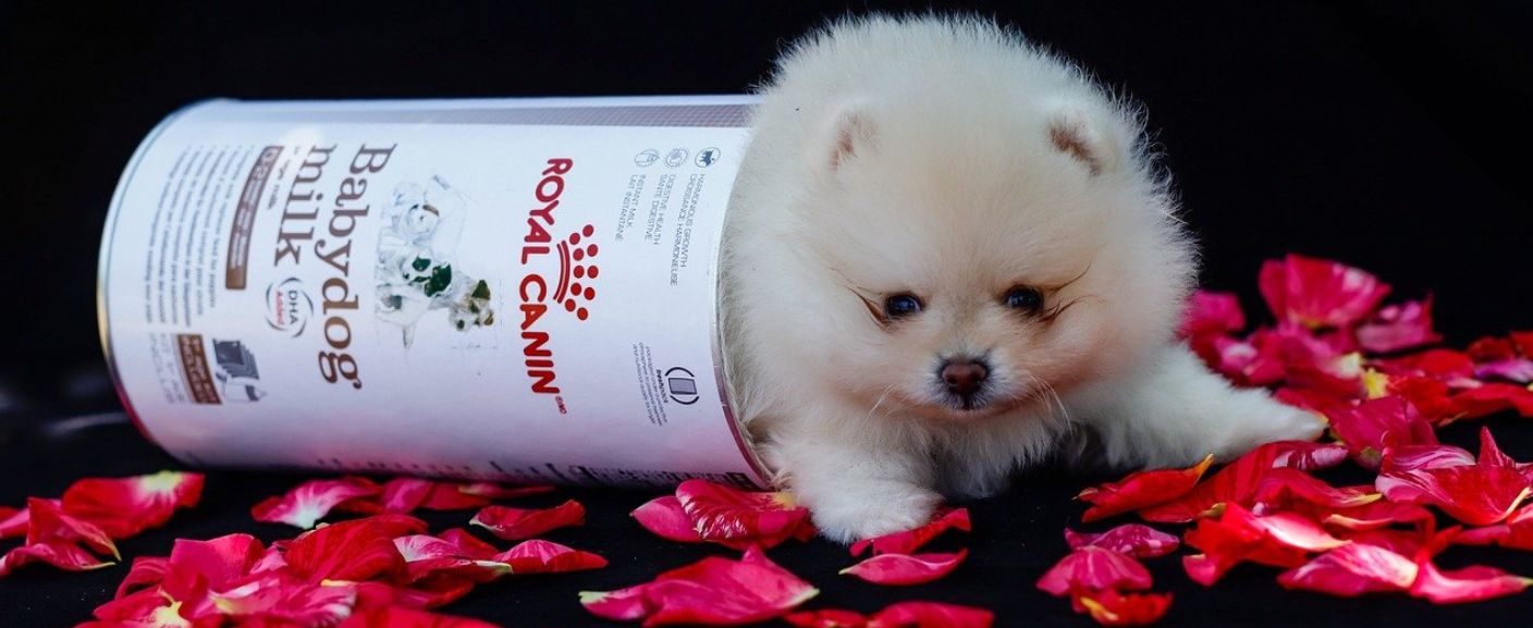 Royal Canin: Granule pre špeciálne potreby vašich štvornohých miláčikov | www.najlekaren.eu