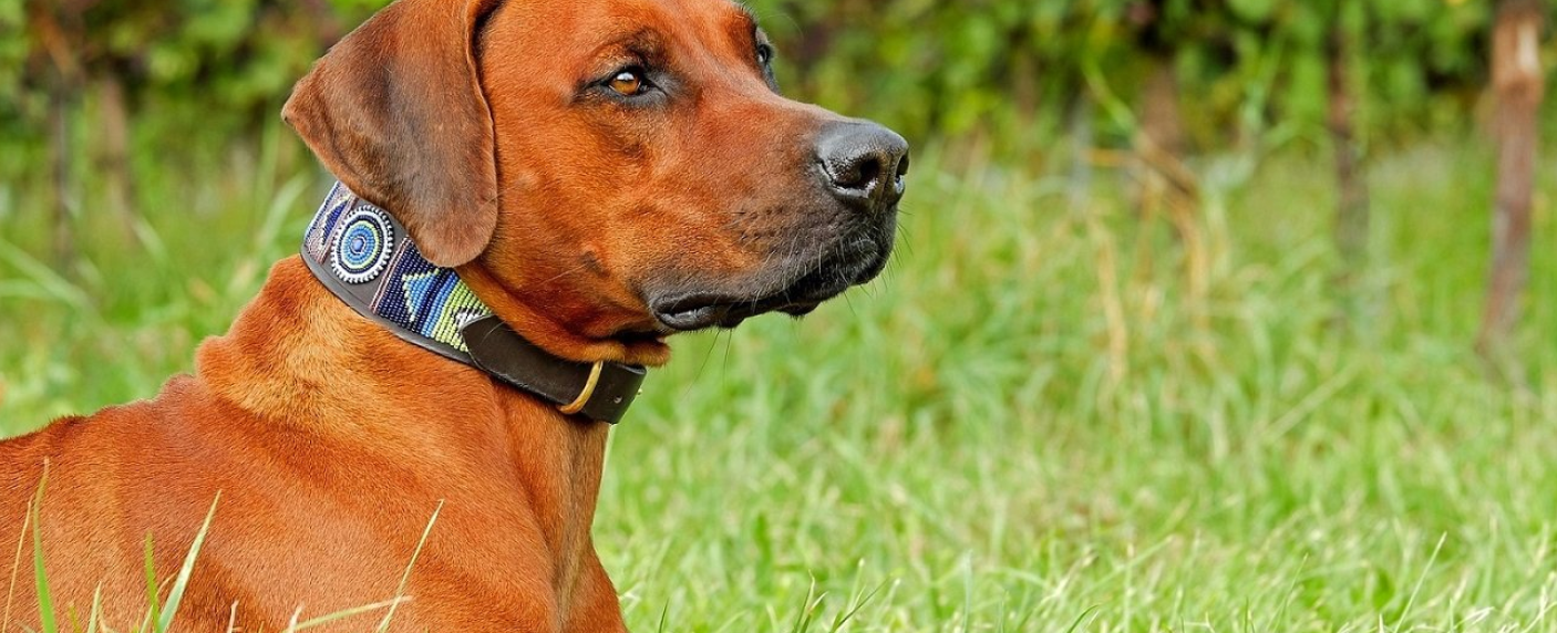 Obojky pre psy: Praktický sprievodca výberom a používaním | www.najlekaren.eu