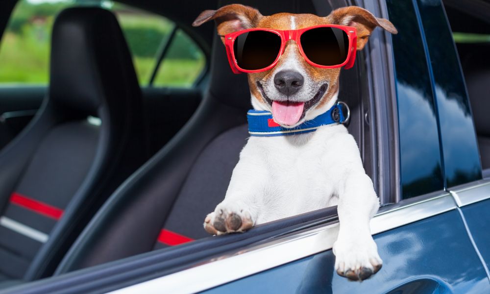 Cestovanie so psom. Na čo treba myslieť? | www.najlekaren.eu