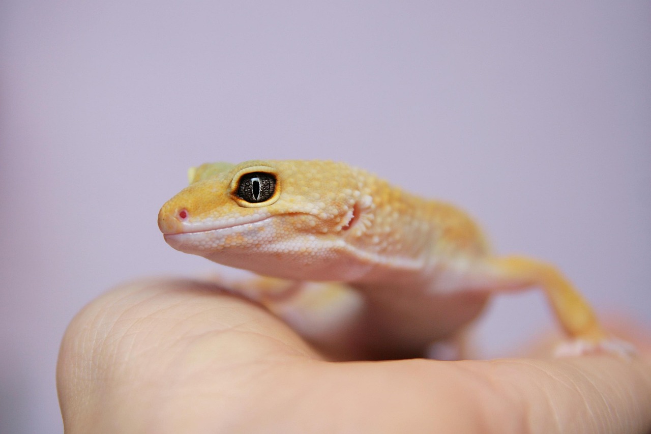 Chov gekončíka nočného - sprievodca pre začiatočníkov | www.najlekaren.eu