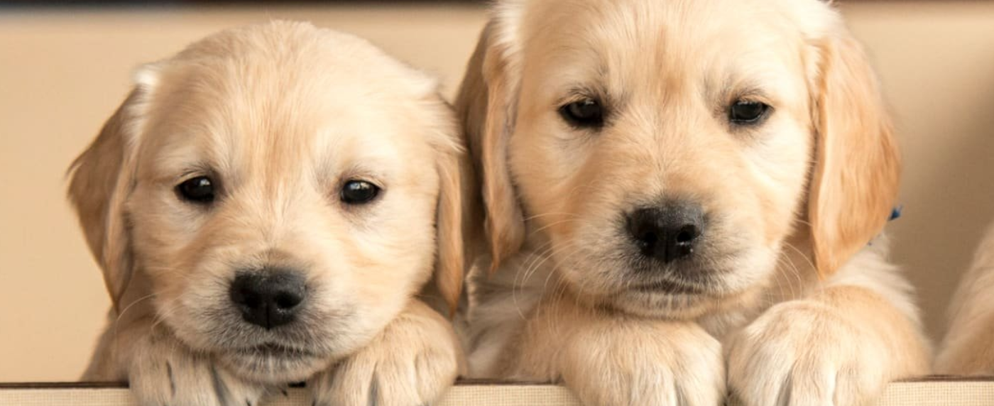 Kúpili sme psíka...ako ďalej? | www.najlekaren.eu