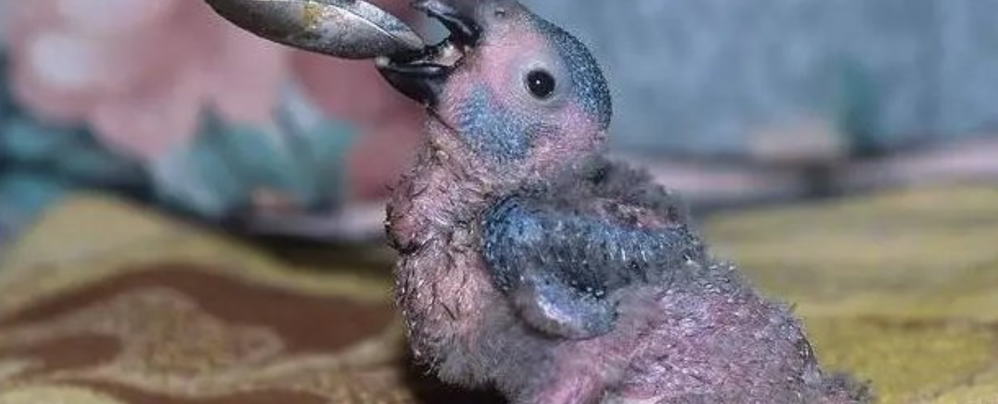 Umelý odchov papagájov: Ako úspešne vychovať opereného kamaráta | www.najlekaren.eu