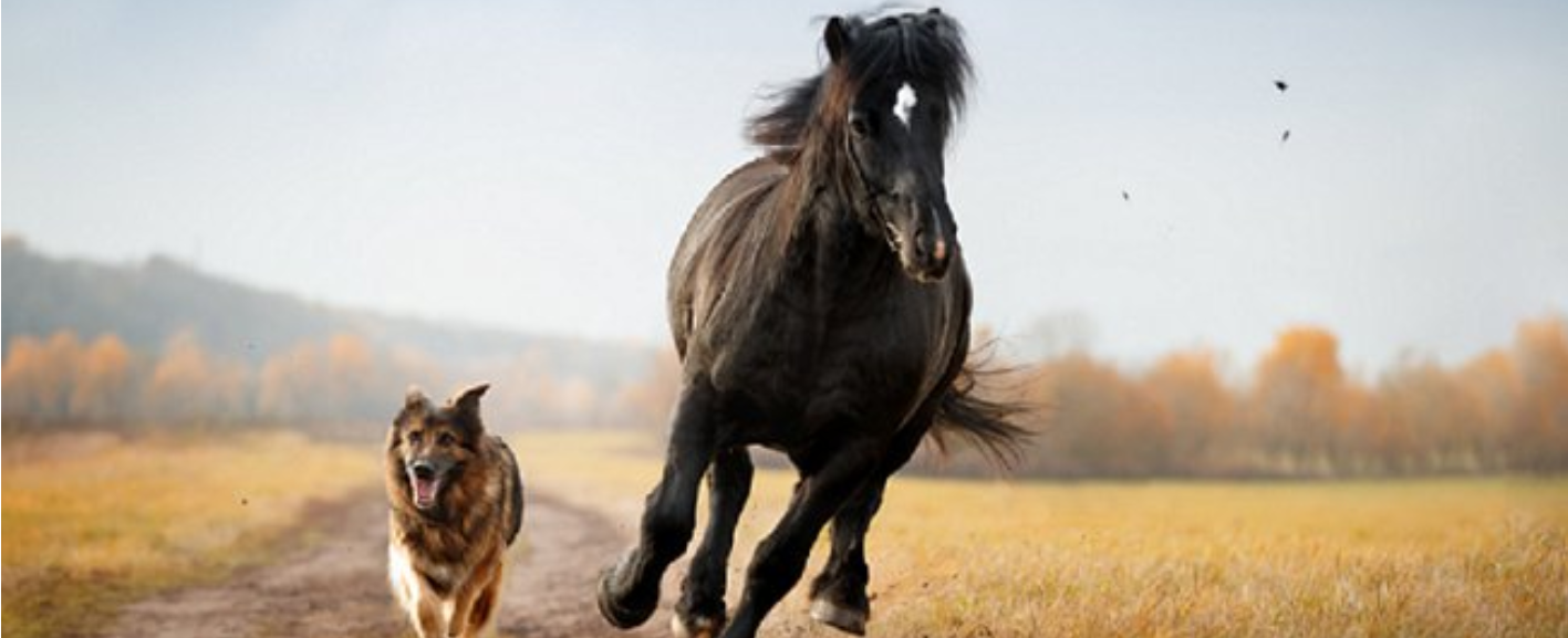 Choroby a ochrana pohybového aparátu zvierat | www.najlekaren.eu