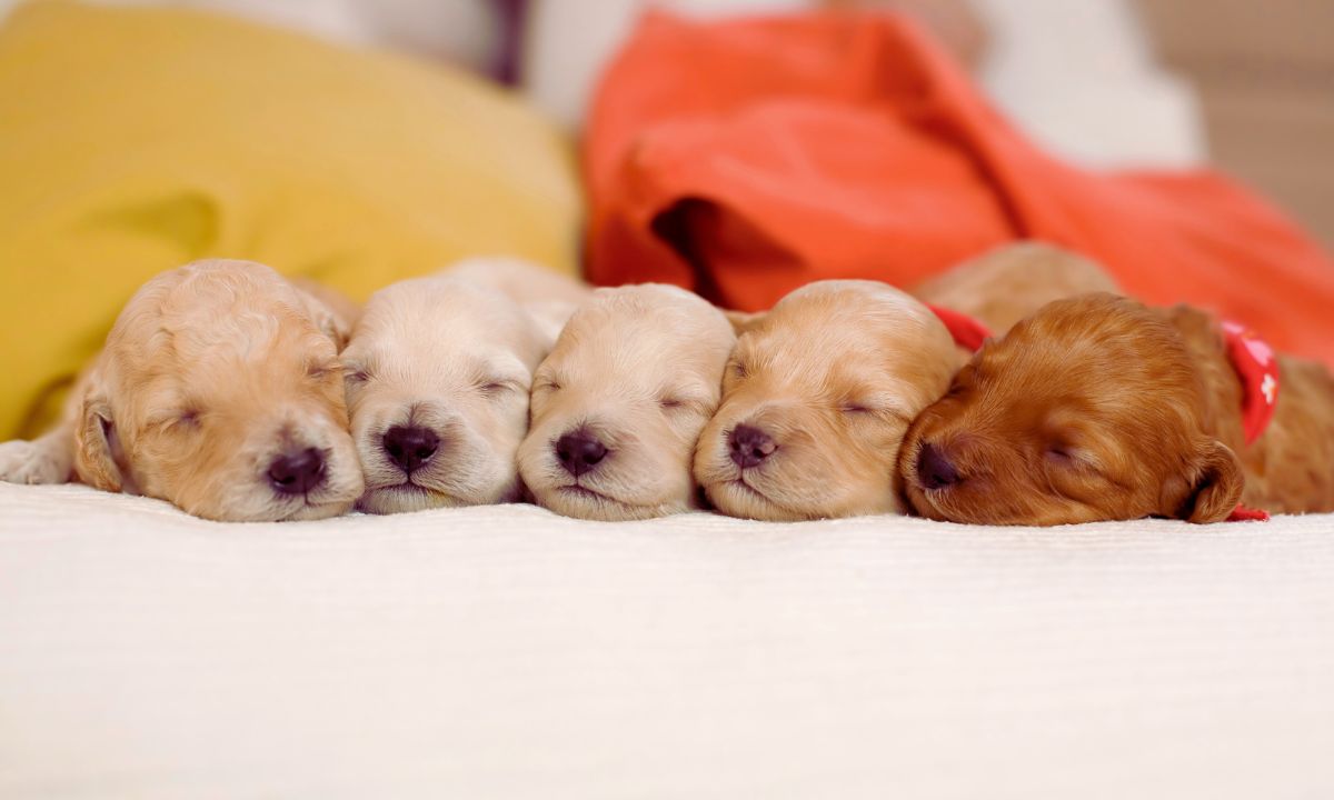 Povinná výbava pre šteniatko. Čo vám nesmie chýbať? | www.najlekaren.eu