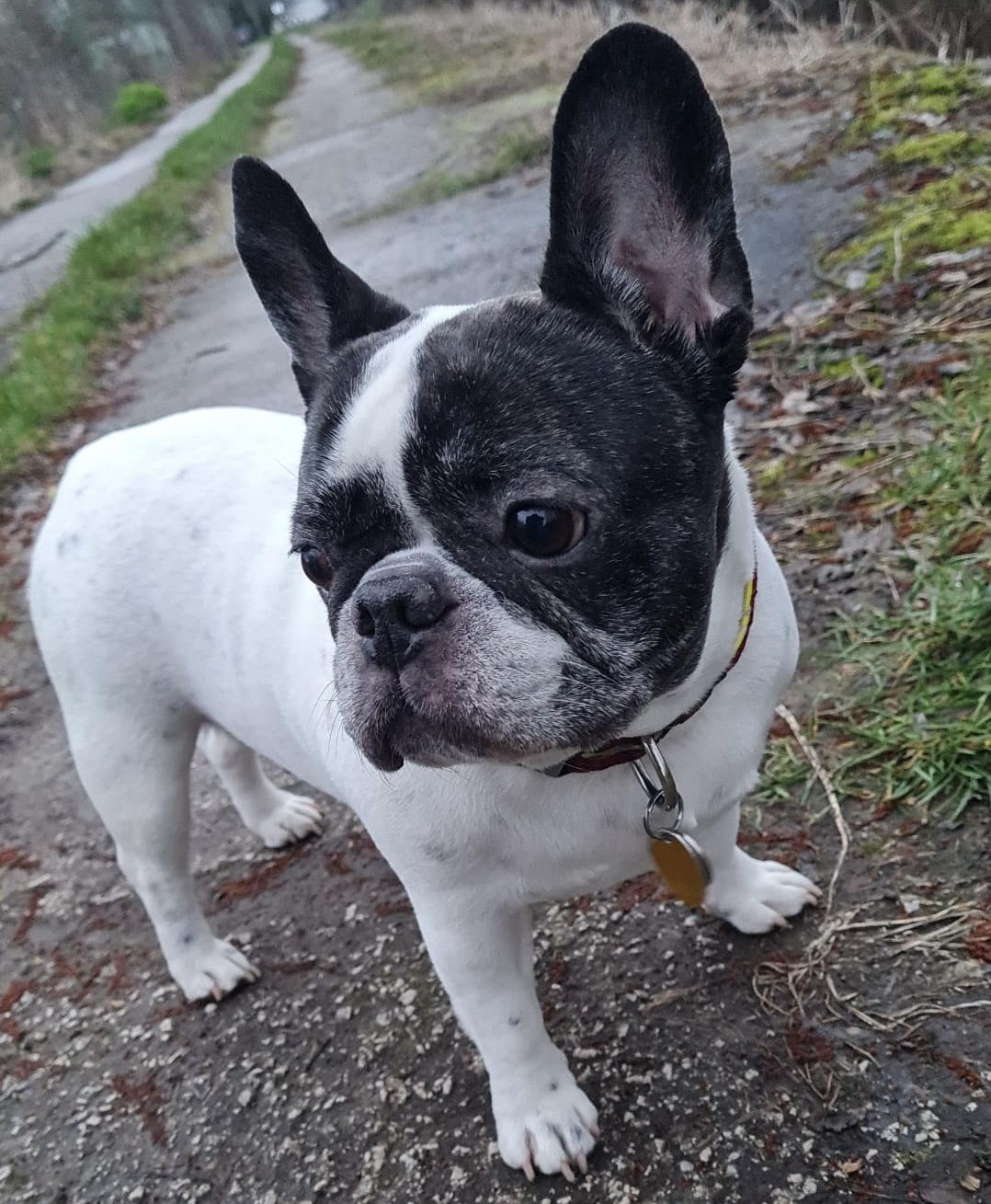 Francúzsky buldoček – milý spoločník s veľkým srdcom | www.najlekaren.eu