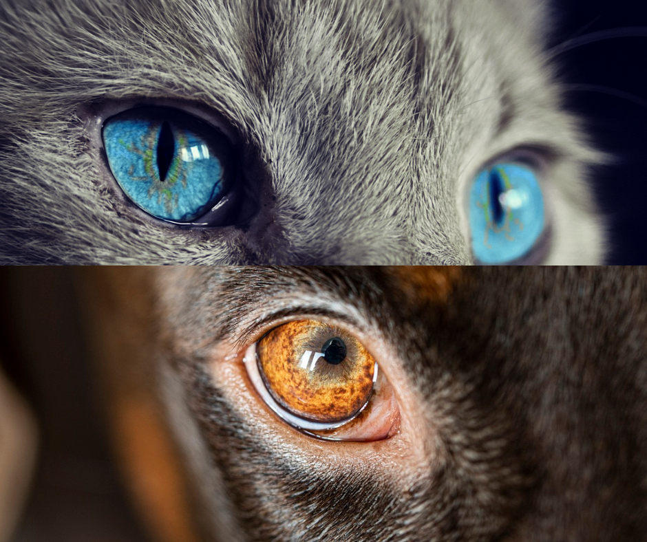 Zápal očných spojiviek u psov a mačiek: Diagnostika, liečba a prevencia | www.najlekaren.eu