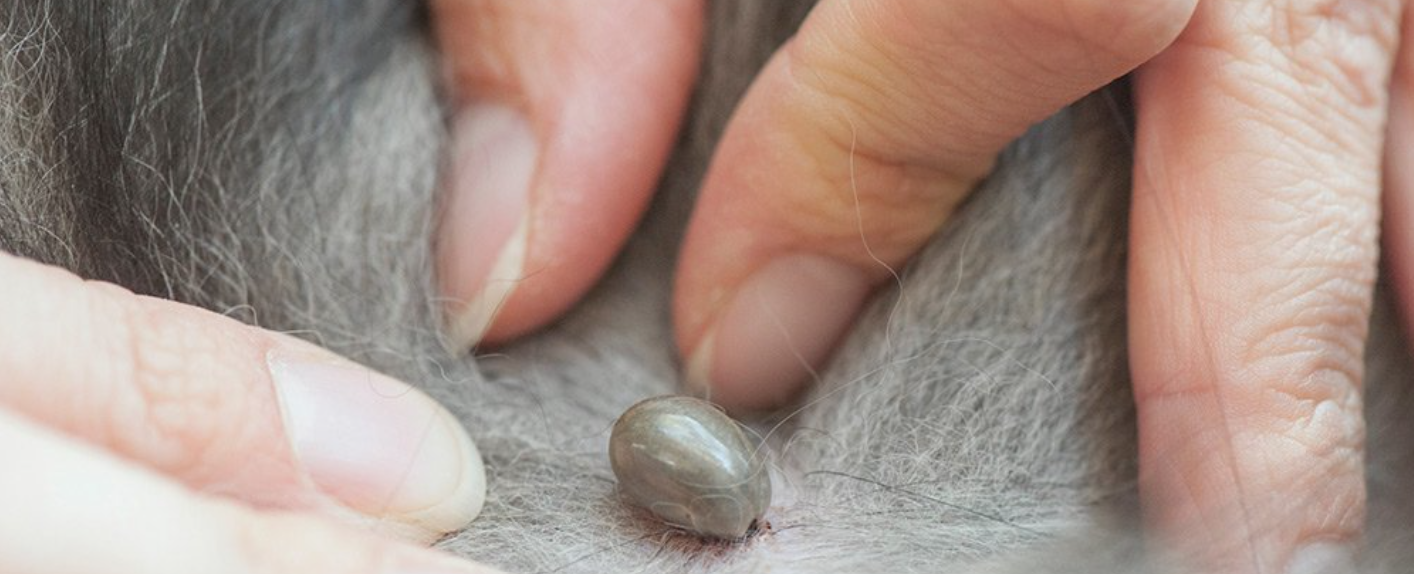 Prevencia proti kliešťom | www.najlekaren.eu