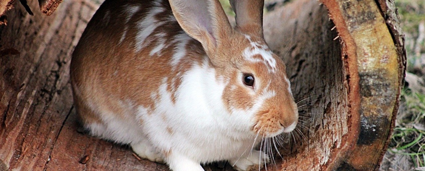 Chovateľské okienko: Zdravý a spokojný králik | www.najlekaren.eu