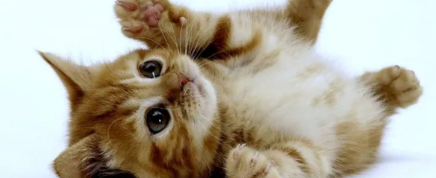 Kúpili sme mačiatko...ako ďalej? | www.najlekaren.eu