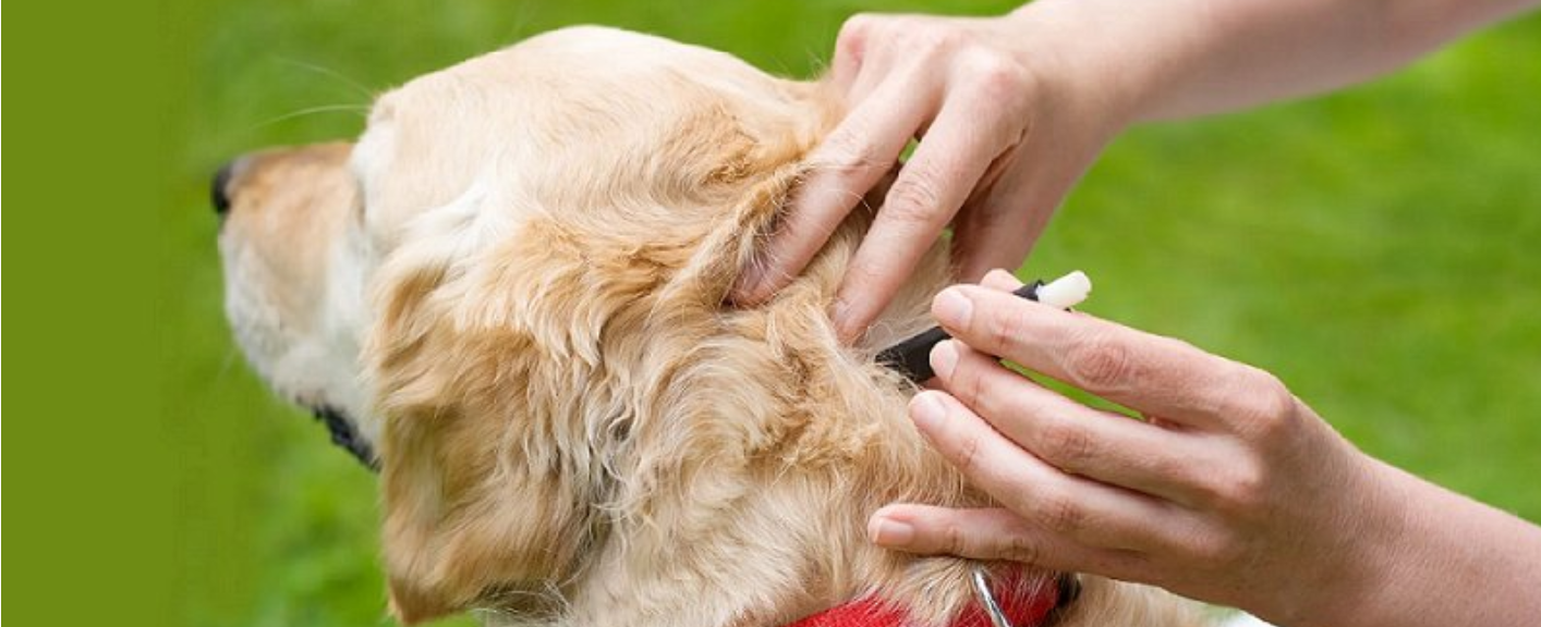 Jar plná radosti, alebo strastí? Sezóna parazitov začína! | www.najlekaren.eu