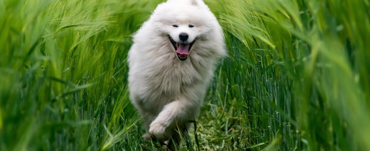 SAMOJED: Krása, temperament, starostlivosť | www.najlekaren.eu