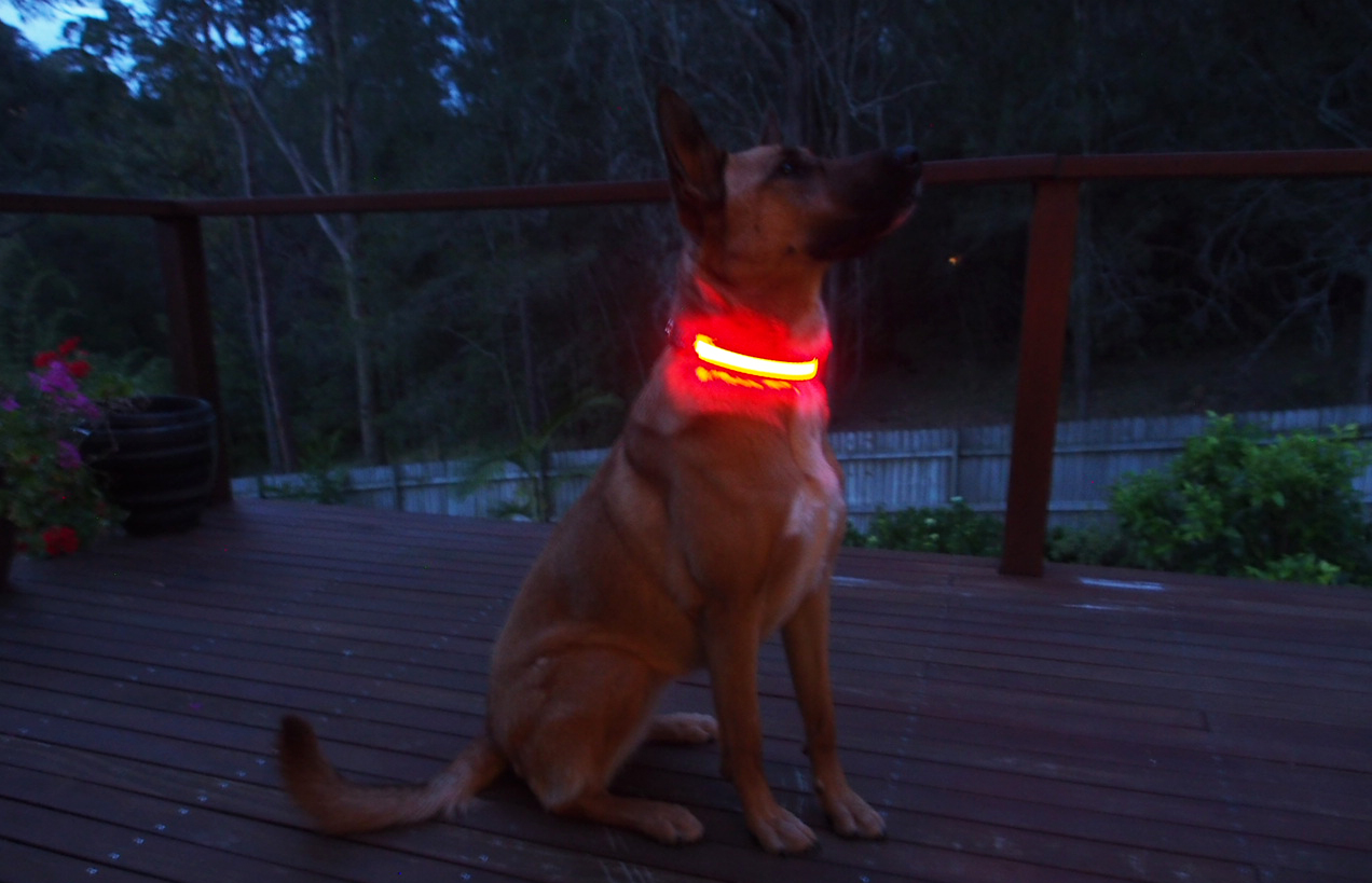 Venčenie psov – ako zostať v bezpečí v jesennom a zimnom období | www.najlekaren.eu