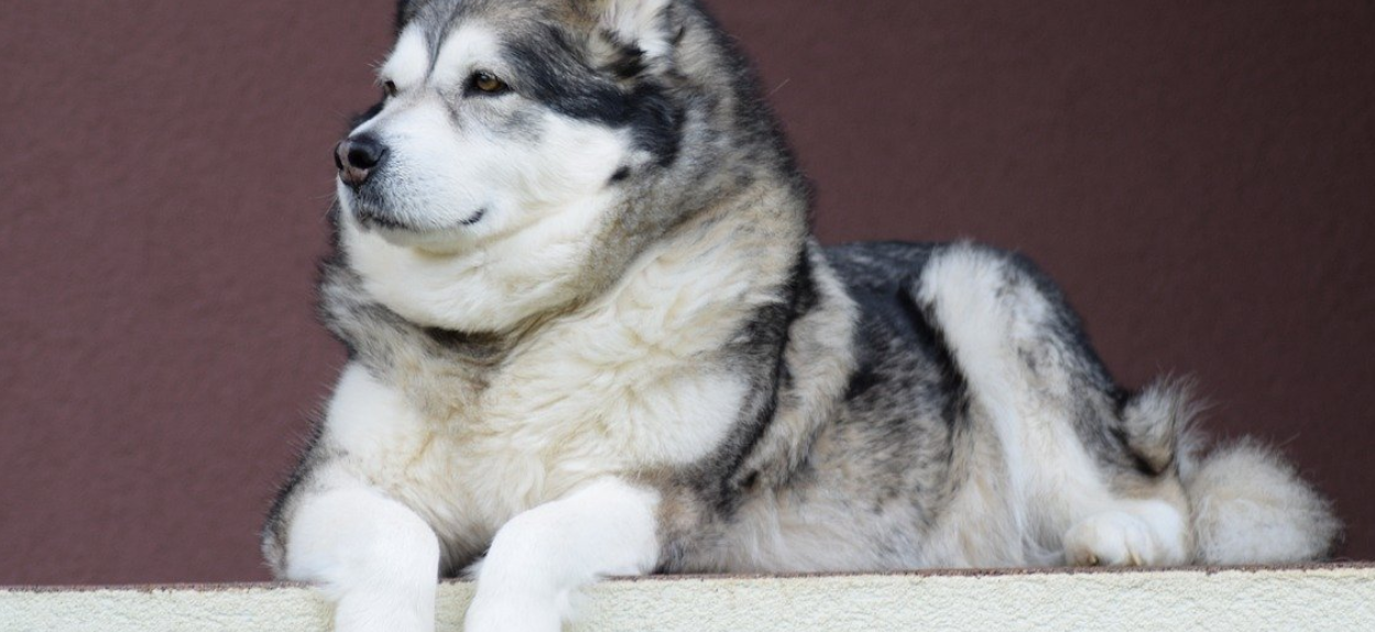 Majestátny Aljašský malamut: Pôvod, charakter a láska k prírode | www.najlekaren.eu
