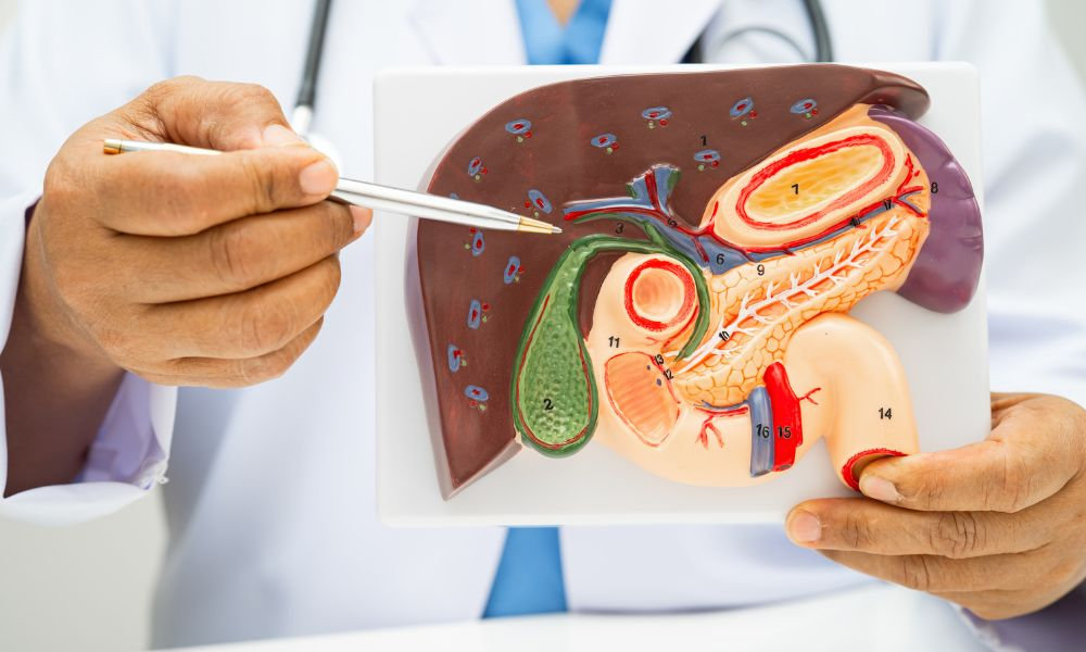  Lekár v bielom plášti so stetoskopom drží anatomický model žlčníka a ukazuje perom na jednotlivé časti orgánu vrátane žlčníka a okolitých štruktúr.