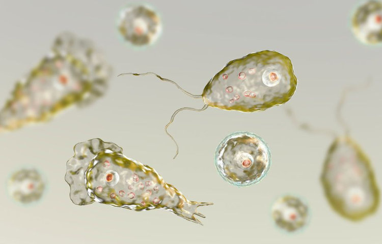 Mikroskopický pohľad na Naegleria fowleri – jednobunkového parazita známu ako Slzovičkovka zhubná