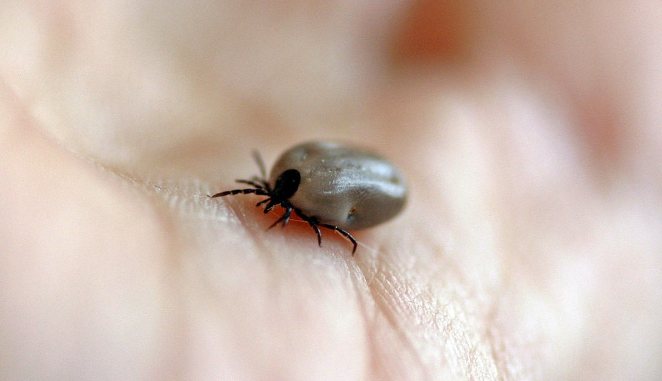 Kliešť - ako sa chrániť?