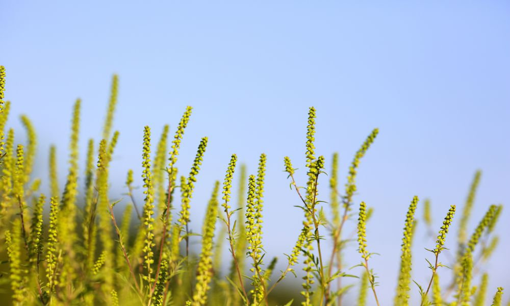 Alergia na ambróziu počas letných mesiacov, peľová sezóna a dýchacie problémy