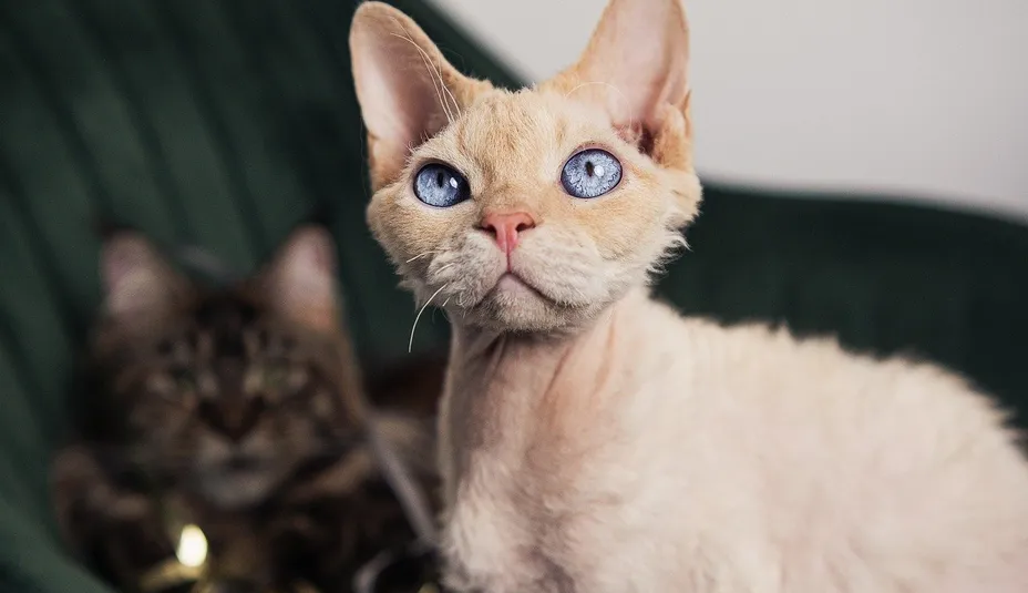 Devon Rex - populárne plemeno mačiek v súčasnosti