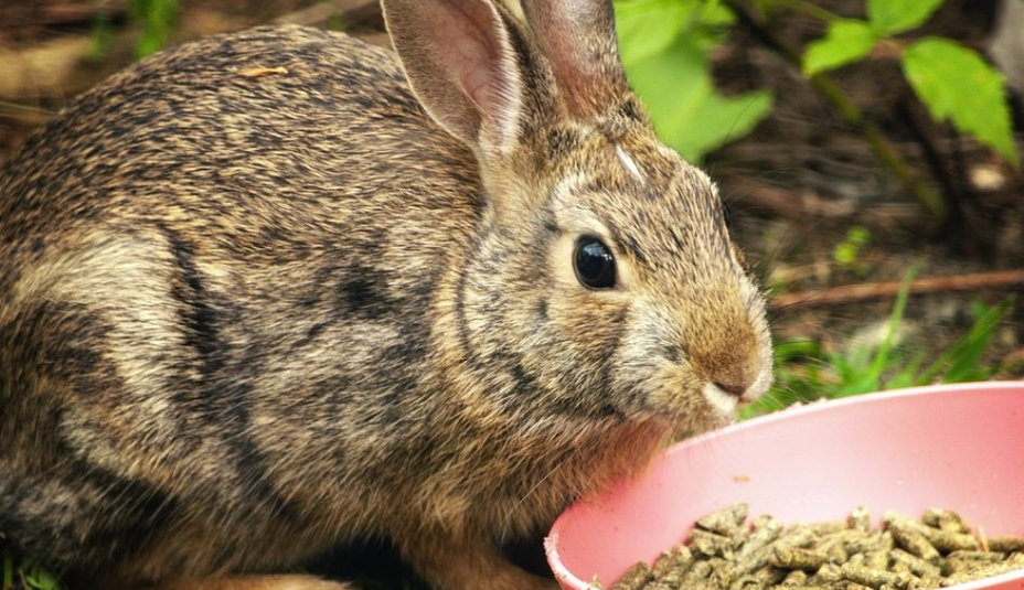 Granule pre králiky: Kľúč k zdraviu a dobrému životu vašich chlpáčov