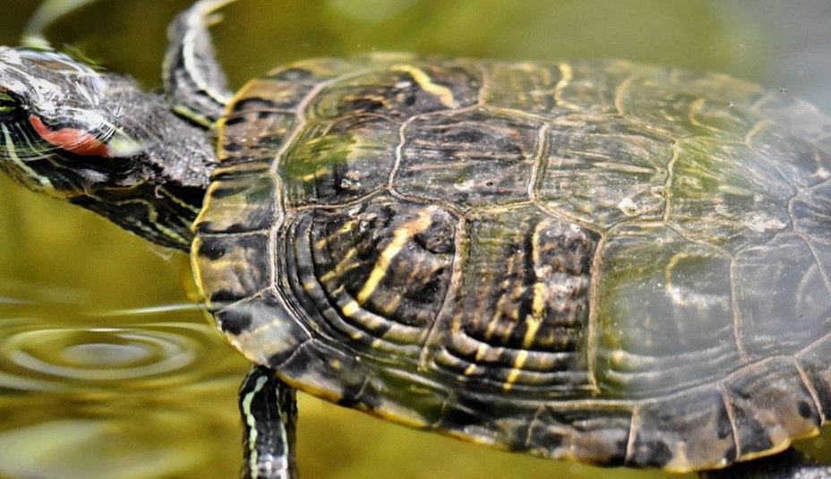 Vodné korytnačky: Ako sa o ne správne starať