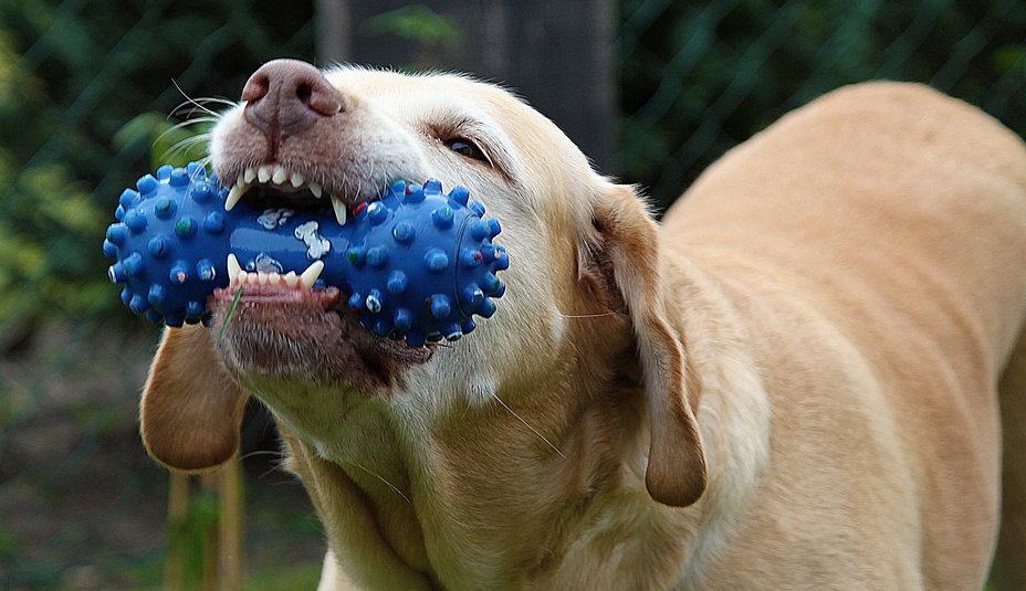 Ochorenie zubov u psov: Nevyhnutná starostlivosť a prevencia