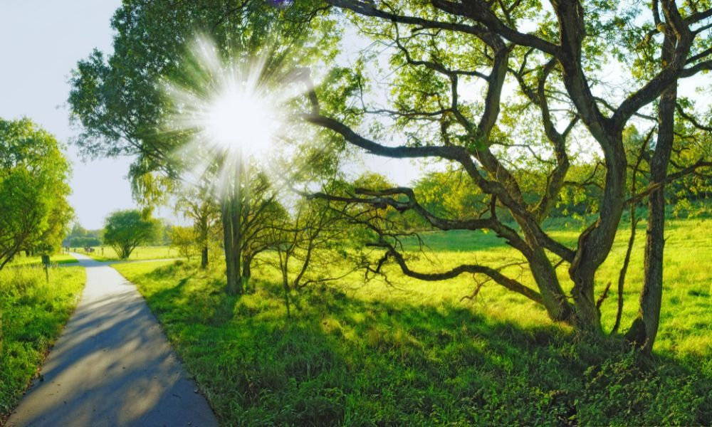  Slnečné lúče prenikajú cez koruny stromov na zelenú lúku pozdĺž chodníka, znázorňujúc intenzívne UVA žiarenie v máji, pred ktorým je potrebná starostlivosť o pleť.