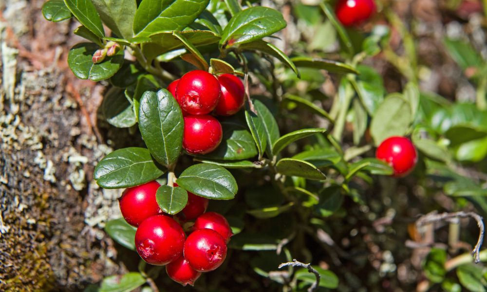  Brusnice ako prírodný prostriedok čo pomáha na zápal močových ciest, antibakteriálny účinok na močovú rúru
