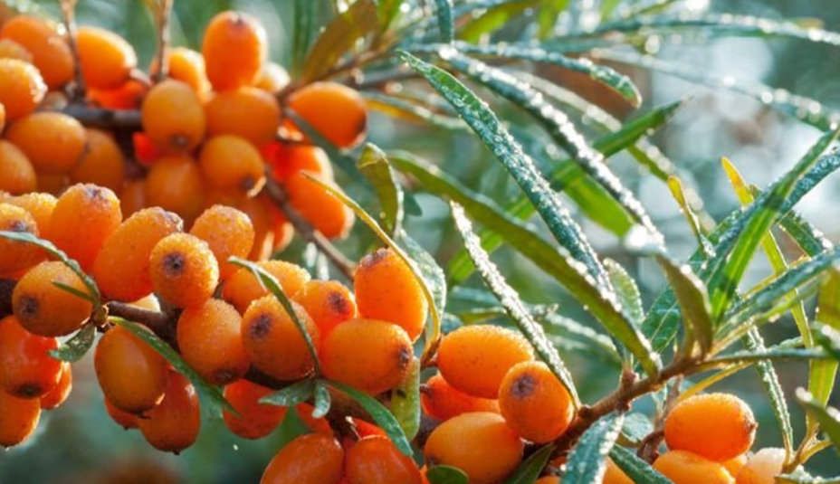 Rakytník – vitamínová bomba pre vaše zdravie!