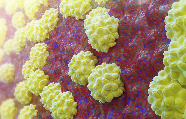 3D ilustrácia baktérie Chlamydia trachomatis pod mikroskopom