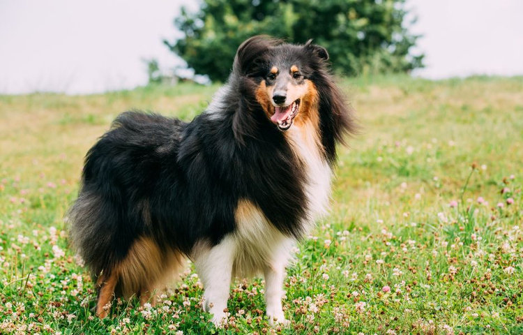 Srsť psa a starostlivosť o ňu