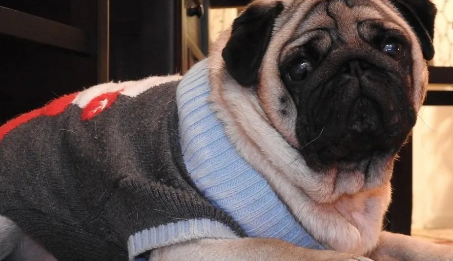 Mops: Veselý spoločník so šarmom a históriou