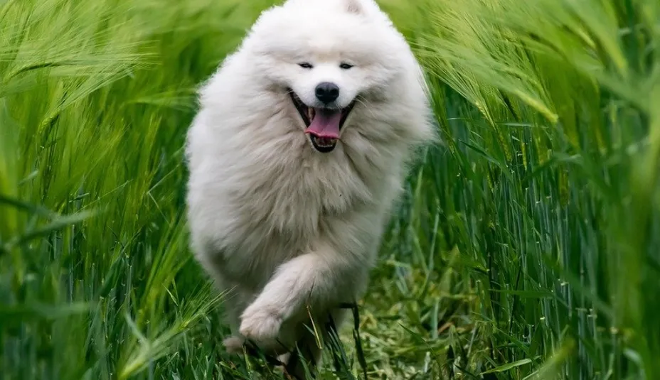 SAMOJED: Krása, temperament, starostlivosť