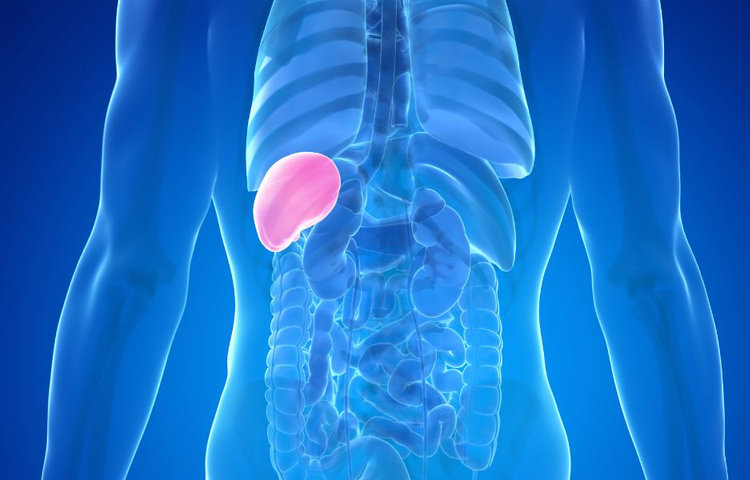 Ilustrácia ľudského tela so zvýraznenou oblasťou, kde sa nachádza zväčšená slezina