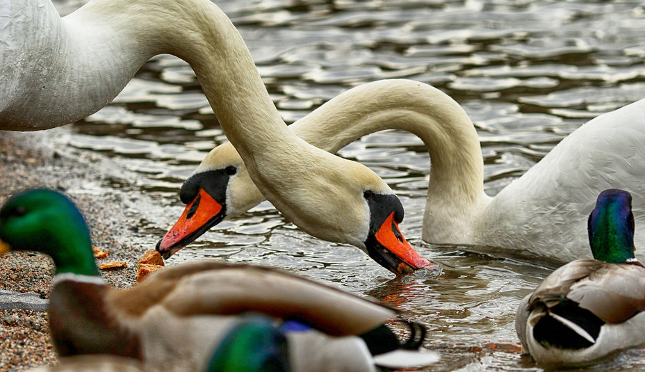 Zimné prikrmovanie vodných vtákov: Prečo pečivo škodí a čím ho nahradiť?