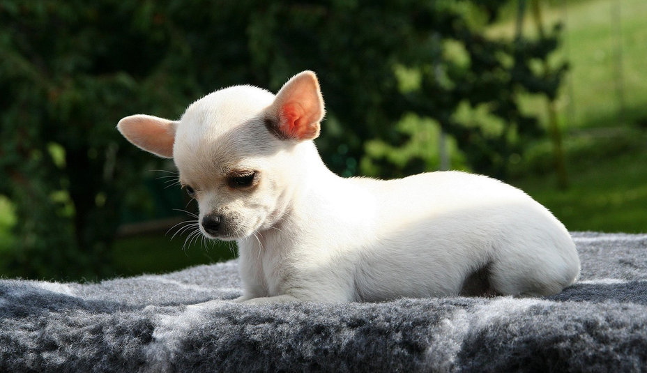 Čivava – malý psík s veľkým srdcom a obrovskou osobnosťou