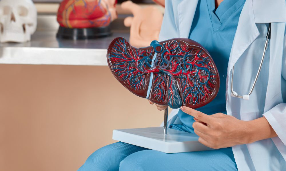 Pečeňová diéta – model ľudskej pečene u lekára na vyšetrení