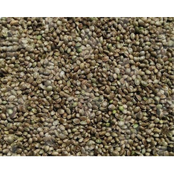 Versele Laga - semenec pre holuby 20kg